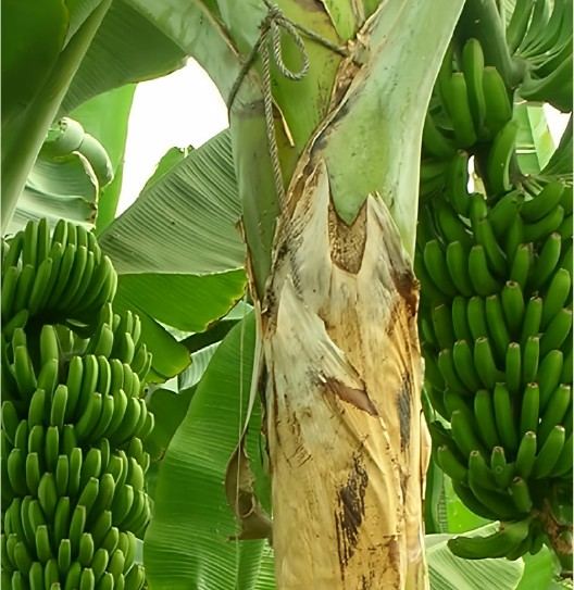 Banana plant with fruit and pseudostem